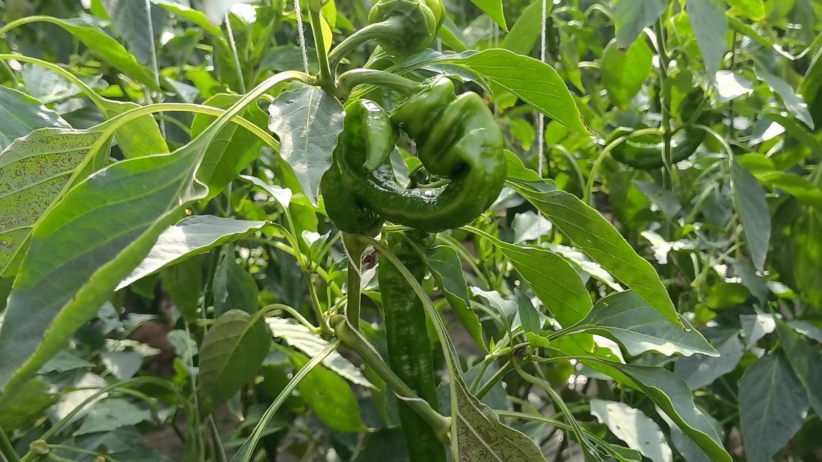 【春潮涌 繪新景丨寧縣篇】把“餐桌配菜”變成“致富主菜”！湘樂鎮(zhèn)奏響鄉(xiāng)村振興“椒”響曲