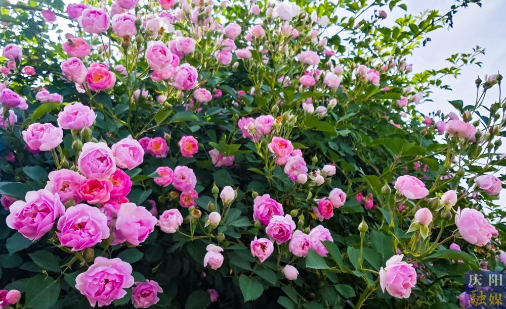【攝影報道】薔薇花開！邂逅夏日的浪漫