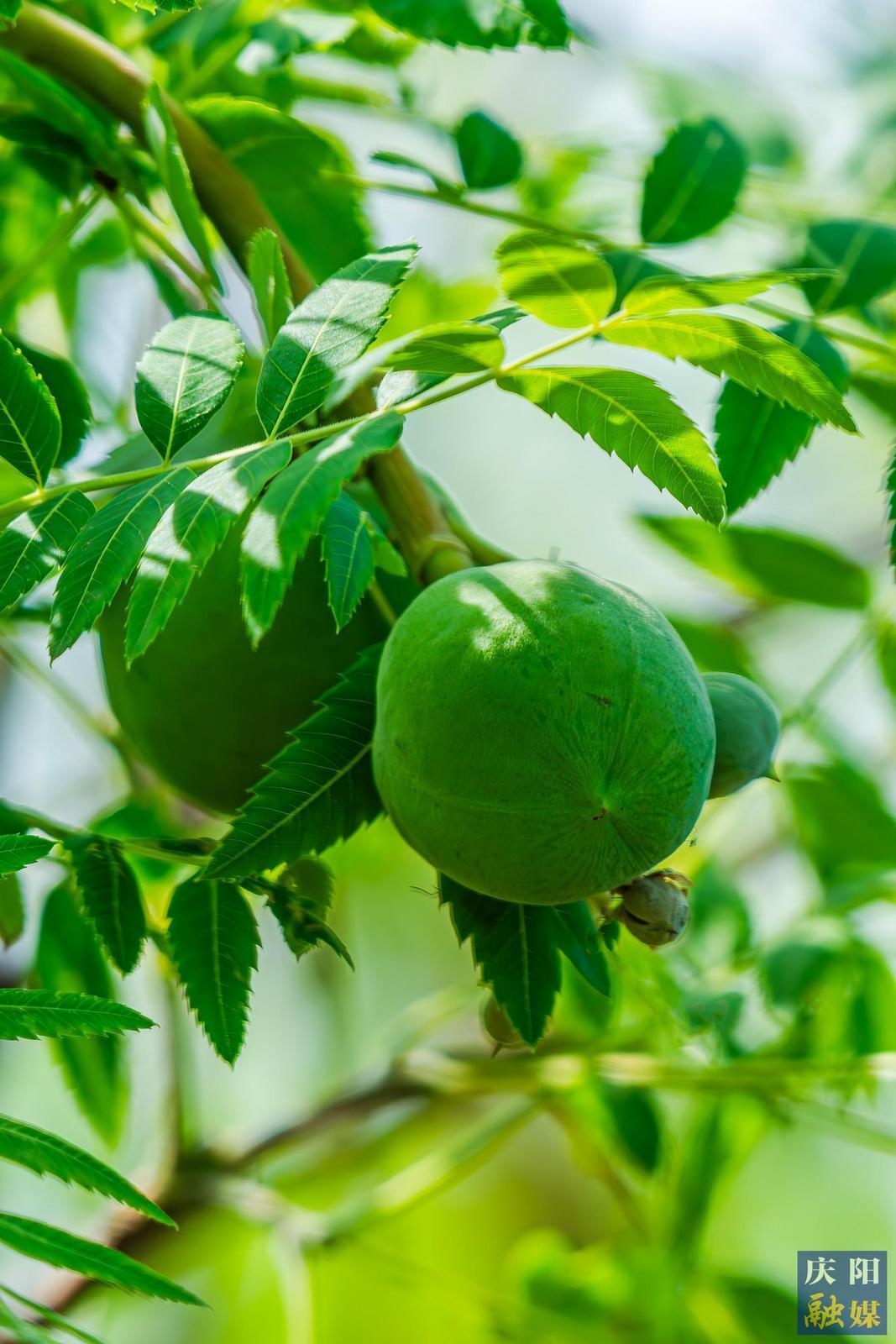 【大美慶陽(yáng)】夏天的果實(shí)