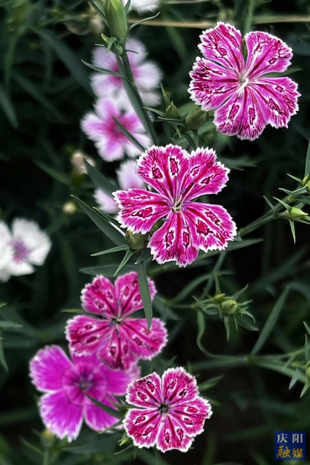 【大美慶陽(yáng)】石竹花開(kāi)