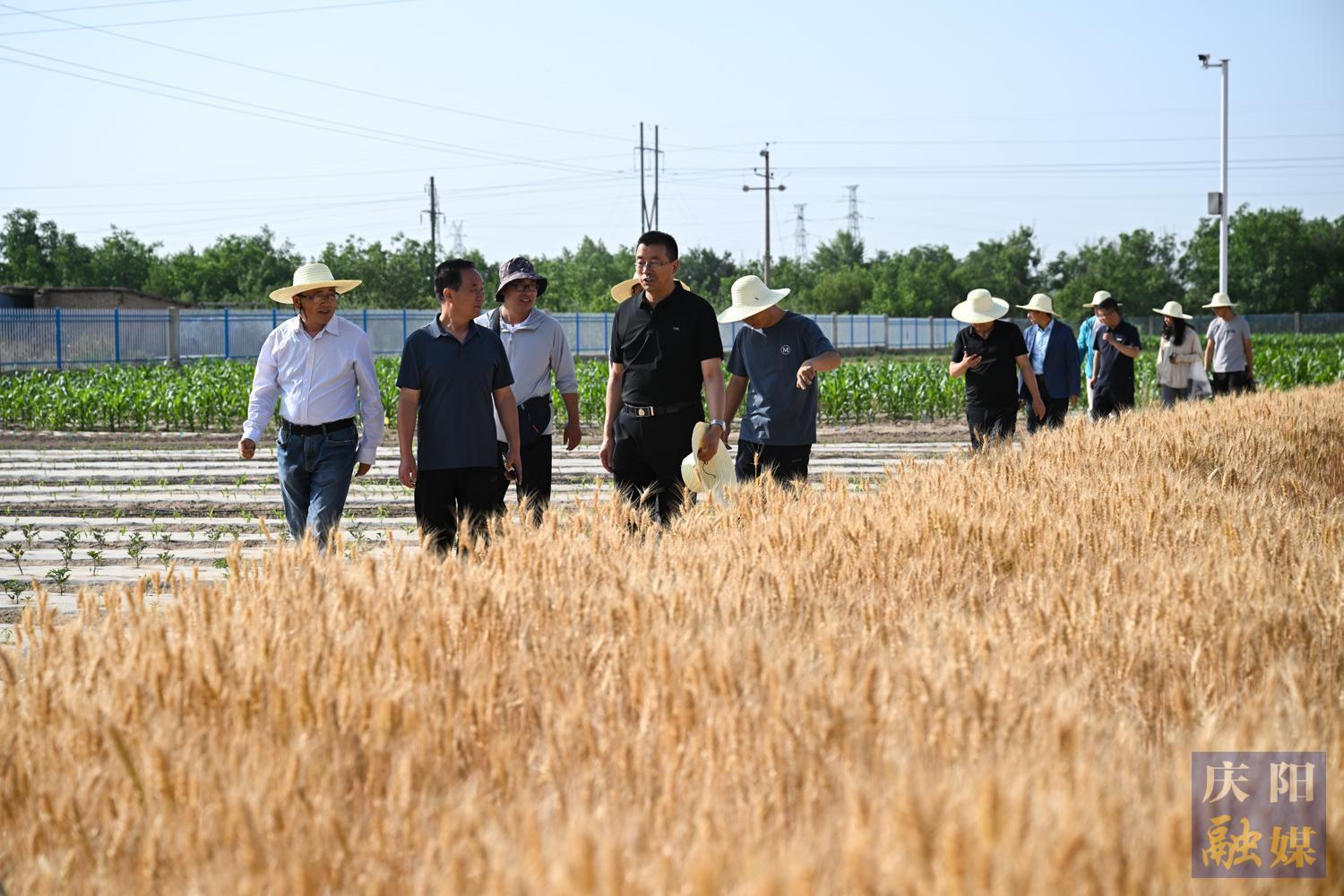 【攝影報(bào)道】隴東學(xué)院成功舉辦“隴育系列”冬小麥觀摩測產(chǎn)活動(dòng)—— 新品種展現(xiàn)強(qiáng)抗逆性
