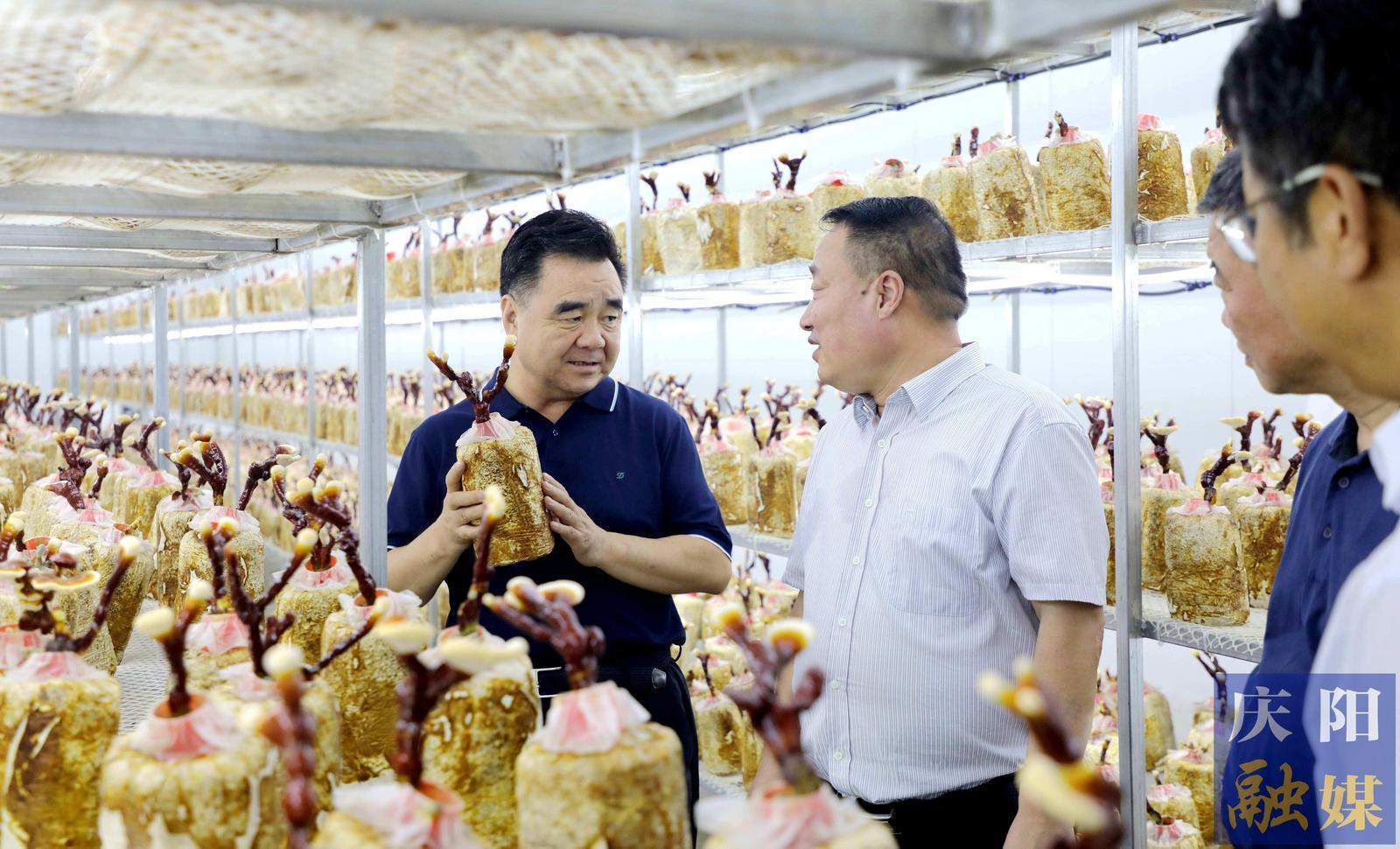黃澤元在寧縣調(diào)研時強調(diào) 聚焦特色優(yōu)勢推進農(nóng)業(yè)產(chǎn)業(yè)轉型升級 更好促進產(chǎn)業(yè)增值企業(yè)增效群眾增收